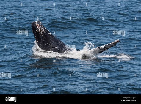 Humpback Whale Calf Megaptera Novaeangliae Partial Breach Monterey