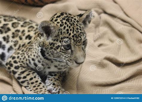 Jaguar Panthera Onca 2 Stock Photo Image Of Baby American 129972314
