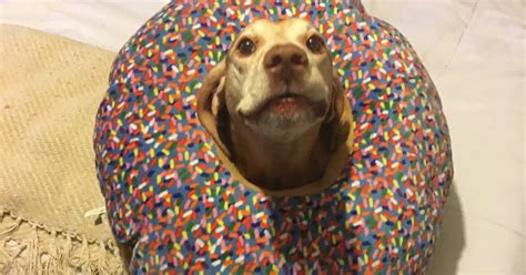 Dog Loves His Doughnut Pillow So Much He Refuses To Let Anyone Take It