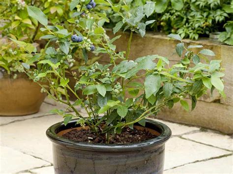 Growing Blueberries In Pots Saga