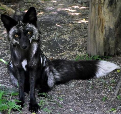 17 Best Images About Gray Fox On Pinterest Grey Red Fox And Islands