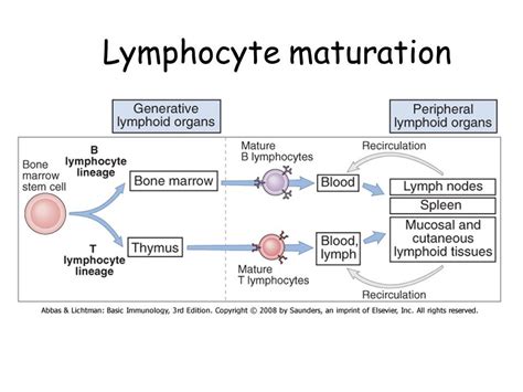 606 works search for books with subject maturation (psychology). Image result for lymphocyte maturation | Immunology, Stem ...