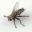 Flesh Fly Isolated Photograph By Pablo Romero
