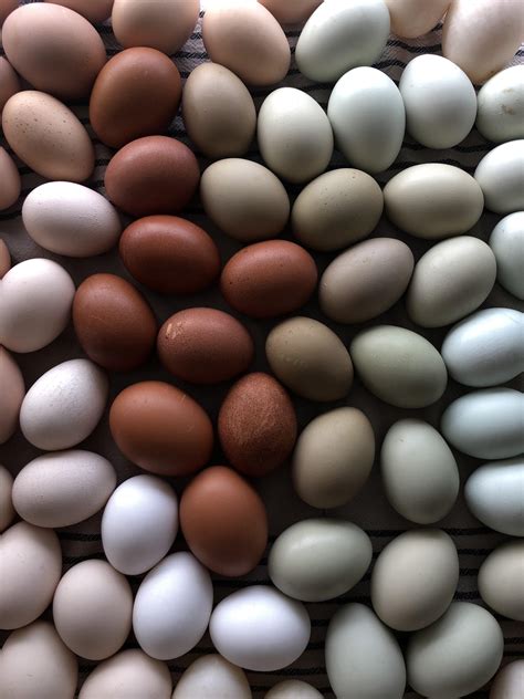 1 Best Uokgikas Images On Pholder Really Love All The Egg Colors We