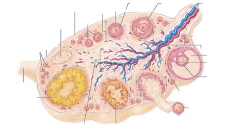 Follicular Development Ovulation Diagram Quizlet