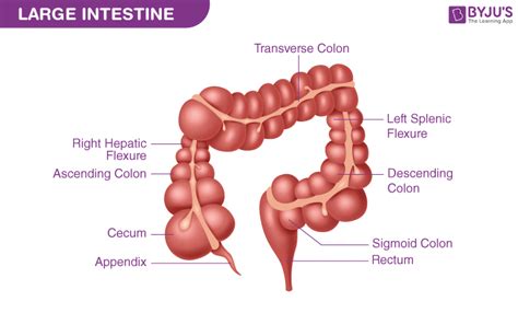 Large Intestine Colon Diagram