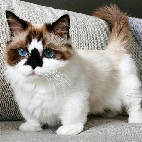 How Much Does A Ragdoll Cat Cost Animal Enthusias Blog