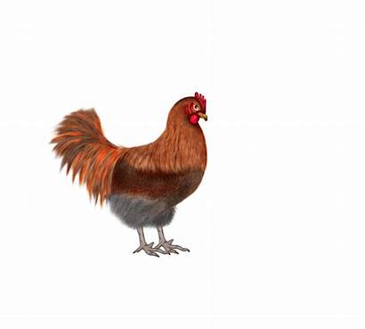 Ayam Gambar Animasi Bergerak Lucu Kumpulan Dan