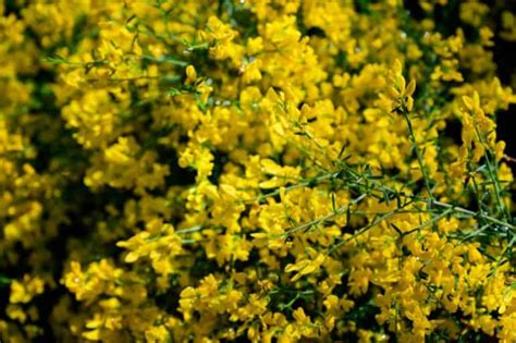 14 Stunning Trees With Yellow Flowers