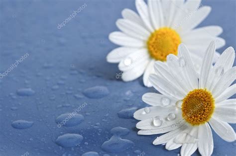 Daisy Flowers With Water Drops — Stock Photo © Elenathewise 4635357