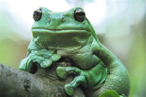 Whites Tree Frog Care Sheet Diet Habitat And More