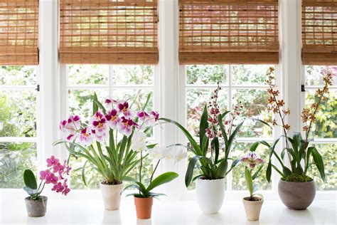 Best Indoor Plants 6 Flowering Orchids To Grow Gardenista