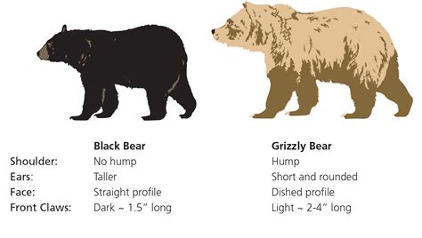 Polar Bear Vs Grizzly Bear Size