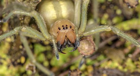 The Deadliest Spiders In The World Worldatlas