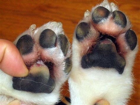 Your Complete Guide To Dog Paw Injuries