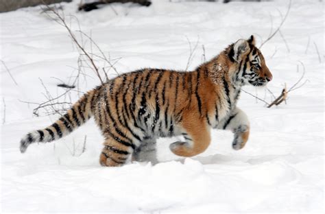 無料画像 自然 雪 冬 ランニング 野生動物 毛皮 若い 哺乳類 捕食者 動物相 大きな猫 ウィスカー 虎