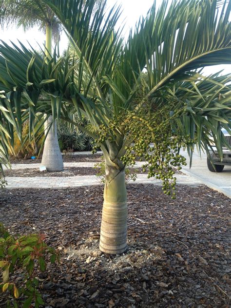 Florida Palm Trees