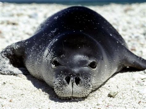 Mediterranean Monk Seal Ocean Treasures Memorial Library
