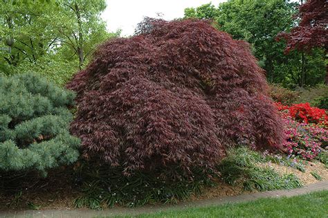 Red Select Cutleaf Japanese Maple Acer Palmatum Dissectum Red Select