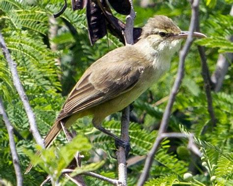 Nauru Reed Warbler Extinct Birds Extinct Animals Endangered Plants