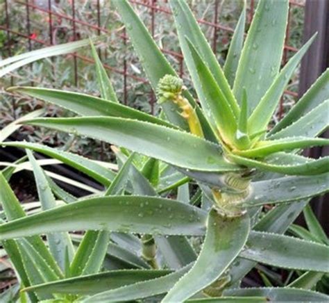 Check out our cold hardy aloe vera selection for the very best in unique or custom, handmade pieces from our shops. Aloe striatula | Hardy Aloe| plant lust