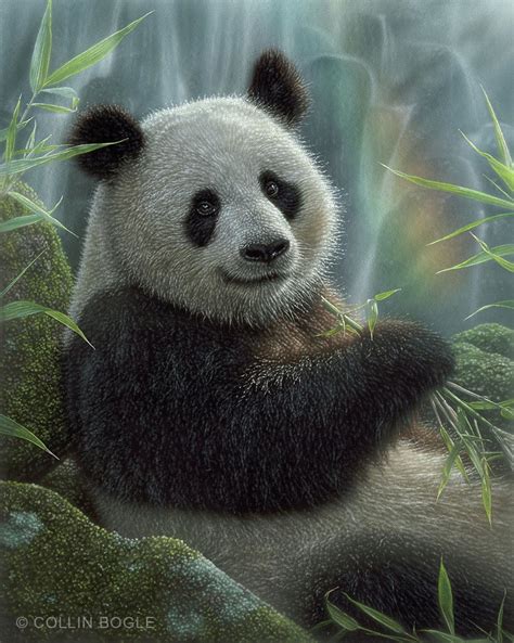 Panda Bear Art Print Panda Bear Painting Wildlife Art Etsy