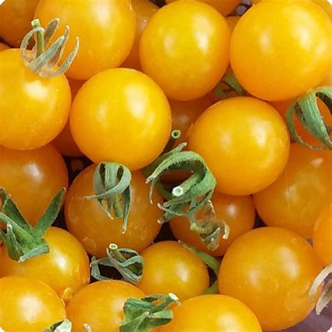 Tomate Cerise Jaune Semences Ancestrales Québec