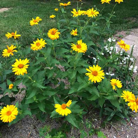False Sunflower Summer Nights Heliopsis Helianthoides Var Scabra