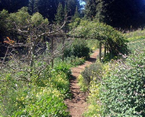 Permaculture 101 What Is A Forest Garden