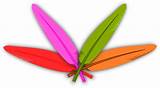 Feathers clipart colourful feather, Feathers colourful ...