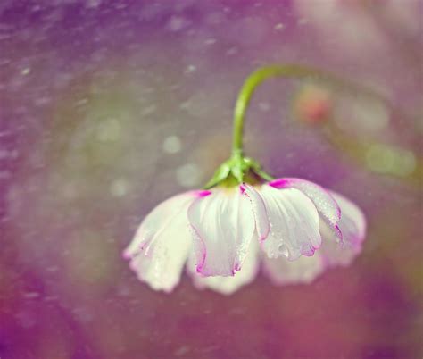 Flower In The Rain Photograph By Magdalena Bujak Fine Art America