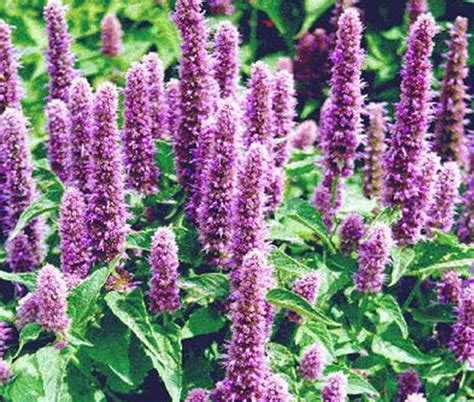 Agastache Giant Hyssop Lavender Blue Agastache Mexicana Seeds