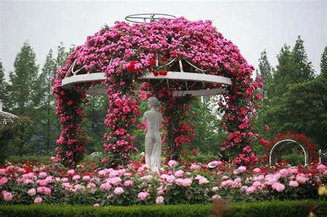 Hoa Hồng đẹp Nhất Khiến 3 Tỉ Phụ Nữ Trên Thế Giới Mê Mẫn