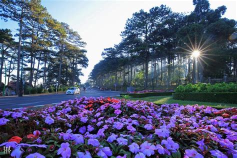 Hey Locals When Is The Best Time To Visit Dalat In Vietnam