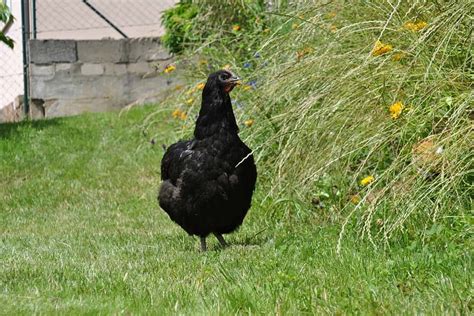 Ultimate List Of Black Chicken Breeds