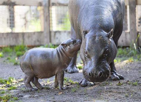 Fat Baby Dwarf Hippo Born At Parken Zoo In Sweden Time