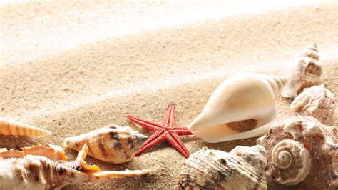 🔥 Download Wallpaper Seashells Summer Beach Sand Sun Theme Macro By