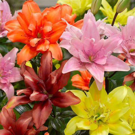 Buy Lily Double Asiatic Mixed J Parker Dutch Bulbs