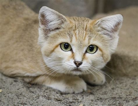 Sand Cat The Sand Cat Usually Rests In Underground Dens Du Flickr