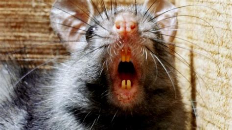 Black Death Spread By Humans Not Rats Bbc News