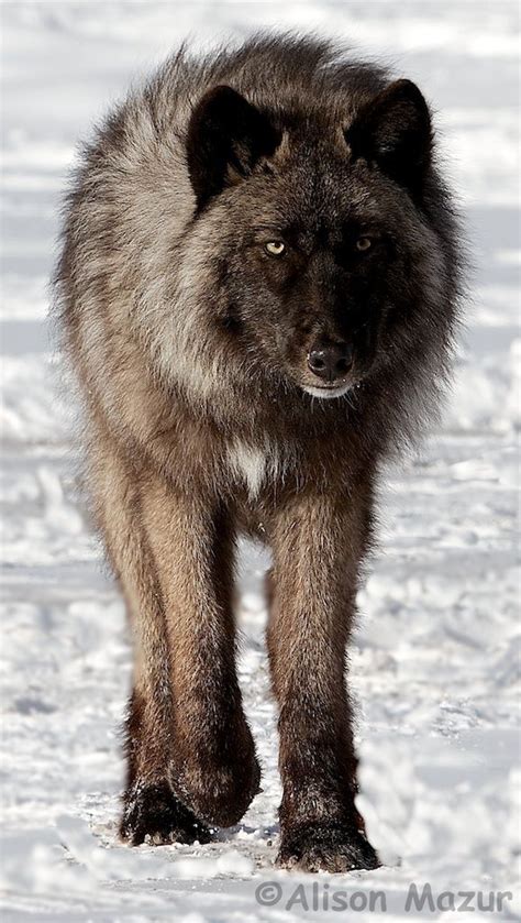 I was in the yard around halloween, it was dark out. Timberwolf | Wildlife | Pinterest