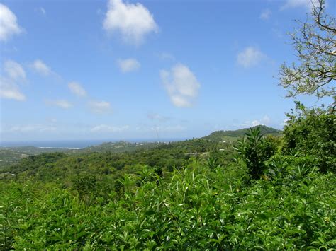 A Bajan Tour Girl Exploring Barbados Flower Forest Barbados A Lush