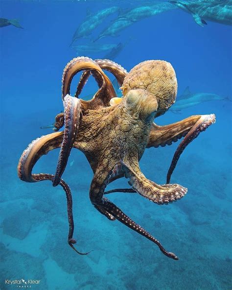 Awesome Octopus Swimming In Front Of A Dolphin Pod🐙🐬 📳love Octopus