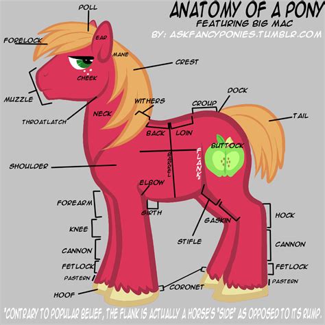 Three Helpful Pony Anatomy Charts Body Muscle Skeletal Fimfiction