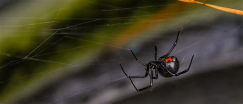 Black Widows Brave The Cold New Englands Surprise Pest Jp Pest