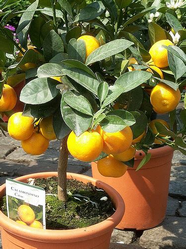 7 Tips To Growing Citrus Fruit Indoors Reclaim Grow
