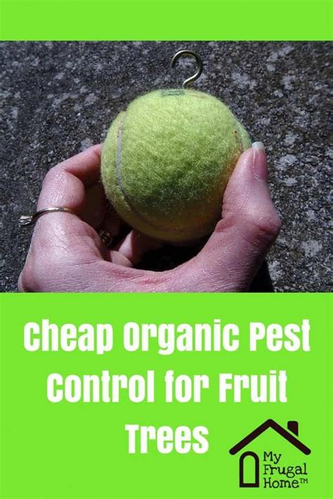 Cheap Organic Pest Control For Fruit Trees This Simple Trick Will