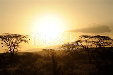 Sunset With African Savanna Trees Stock Photo Royalty Free Freeimages