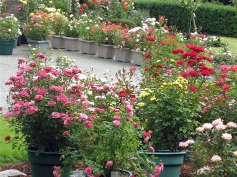 24 Small Rose Garden Design Ideas For Home Yard More Beautiful Rose