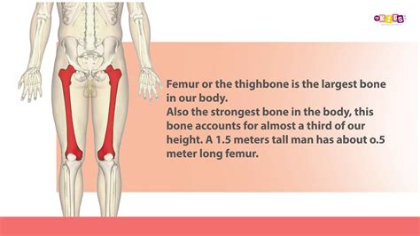 Which Is The Largest Bone In Our Body Youtube